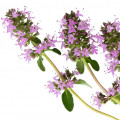 کلری سیج Clary Sage